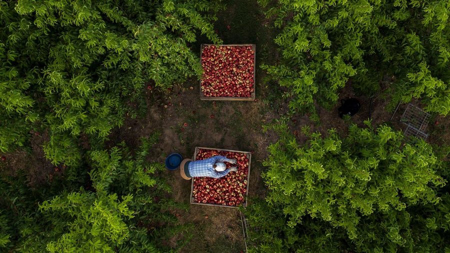 Pas anulimit, FSHZH rishpall tenderin 2.4 mln euro për agroturizmin e mollëve në Korçë